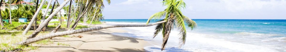 Liegende Palme an einem Strand auf Grenada in der Karibik, rechts das azurblaue Karibische Meer, darüber ein blassblauer Himmel.