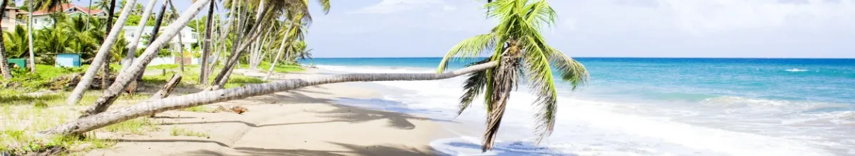 Liegende Palme an einem Strand auf Grenada in der Karibik, rechts das azurblaue Karibische Meer, darüber ein blassblauer Himmel.