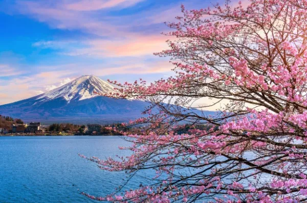 Einzigartige Routen mit AIDAselection Blühender Kirschbaum vor dem schneebedeckten Mount Fuji, Japan.