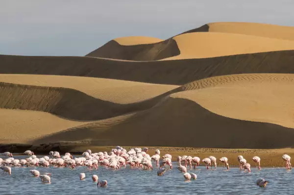 Flamingos in Walvis Bay Artenreiche Tierwelt zwischen Wüste und Meer