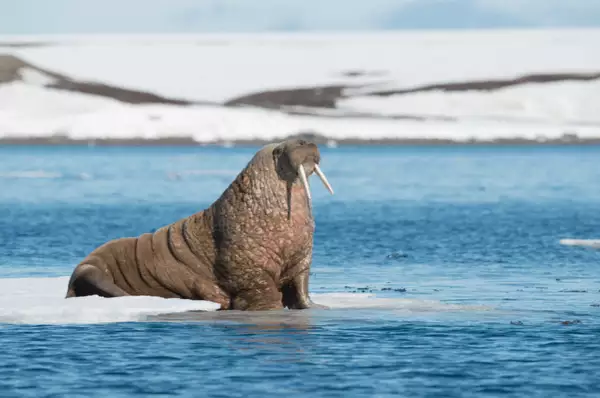 Walross auf Spitzbergen Erleben Sie die faszinierende Tierwelt im ewigen Eis.