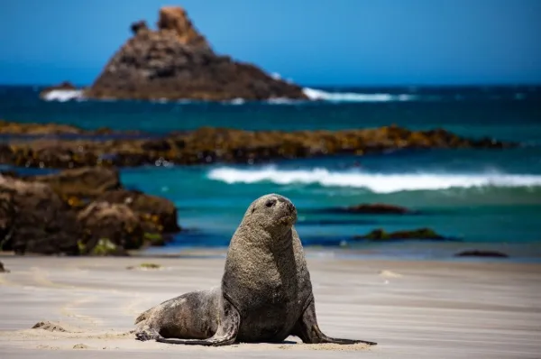 Seelöwe Großer männlicher Seelöwe sitzt aufrecht an einem Sandstrand mit Felsen im Hintergrund.