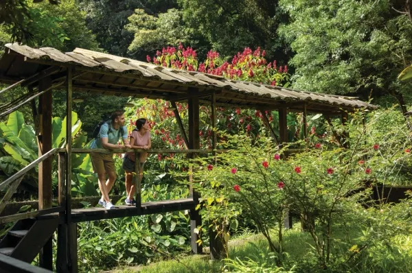 Ein Paar steht auf einer hölzernen Brücke im Regenwald und bewundert die Natur.