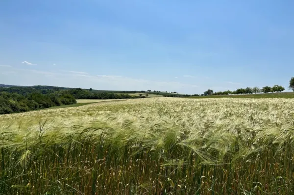 Wanderweg Saarlouis Wanderweg im grünen Weizenfeld unter blauem Himmel.
