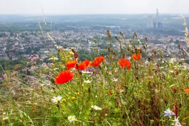Roter Mohn in grüner Wiese vor der Stadt Saarlouis.