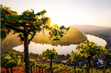 Weinberge bei Sonnenuntergang im Rhein-Mosel-Tal.