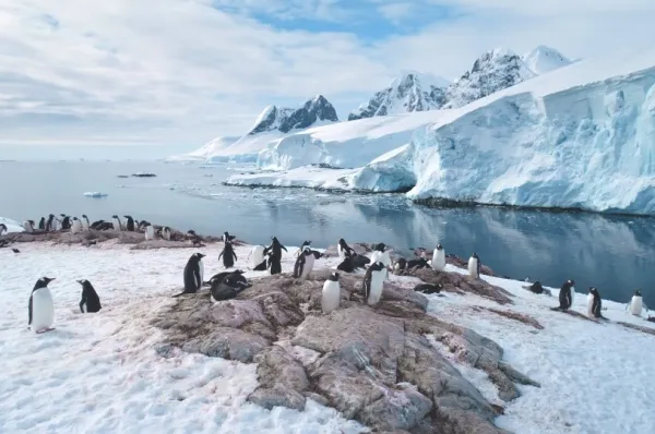 Pinguinherde auf einem Gletscher vor eisigem Meer in der Antarktis.