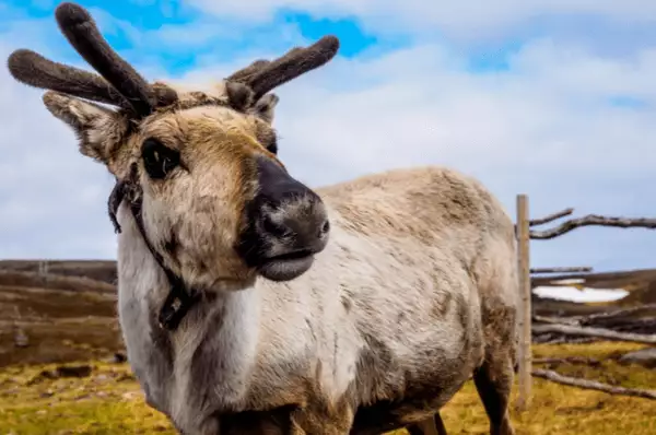 Ein Rentier auf Magerøya blickt in die Kamera.