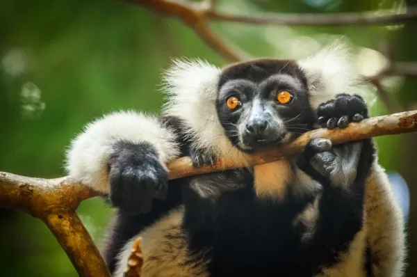 Schwarz-weißer Lemur im Zoo von Ivoloina.