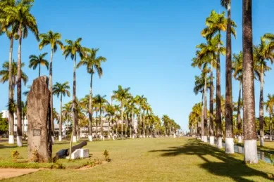 Palmengesäumte Wiese unter blauem Himmel.
