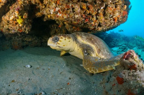 Schildkröte Schildkröte schwimmt im Meer unter Steinen hindurch.
