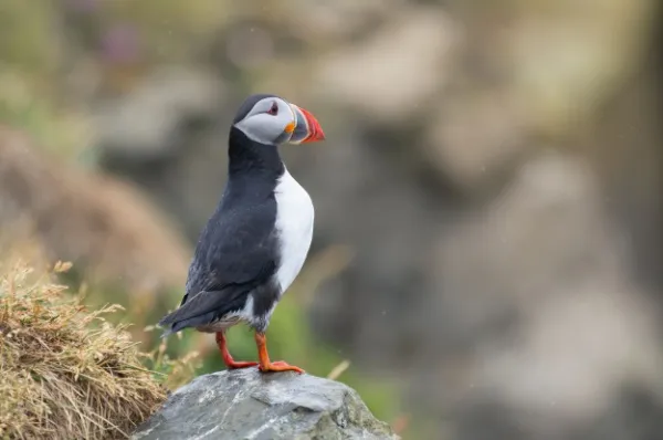 Papageientaucher Ein Papageientaucher sitzt auf einem Felsen.