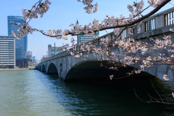 Bandai-Brücke in Niigata mit Kirschblüten.