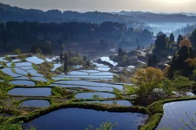 Reisterassen in der Präfektur Niigata.