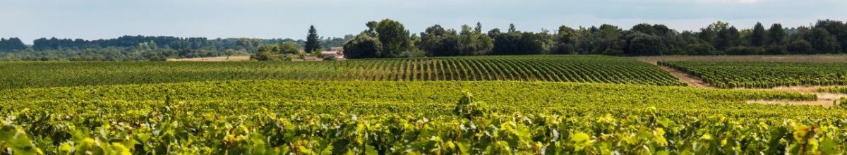 Blick über die grünen Weinberge in Pauillac.