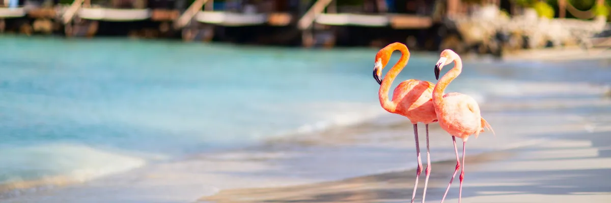 Zwei Flamingos auf Aruba, einer der ABC Inseln in der Karibik.
