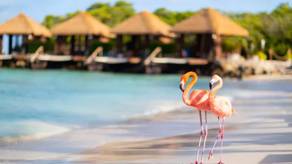 Zwei Flamingos auf Aruba, einer schönen Karibikinsel.