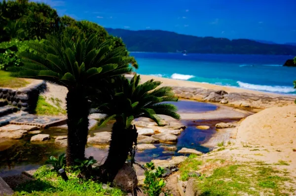 Amamis Küstenlandschaft mit tiefblauem Meer im Hintergrund und exotischer Faune im Vordergrund bei Tag.