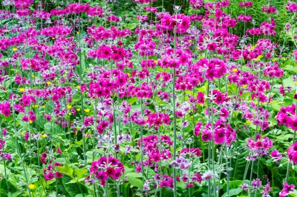 Achamore Gardens Pinke Blumen in den Achamore Gardens auf Gigha.