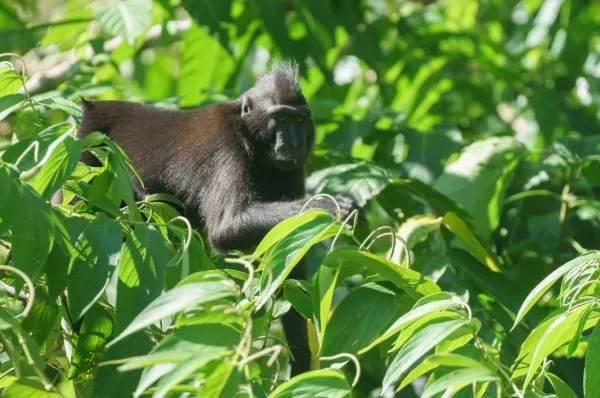 Schopfmakak Ein schwarzer Schopfmakak klettert durch das grüne Blätterdach nahe Bitung.