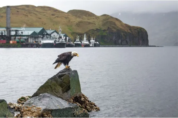 Ein majestätischer Weißkopfseeadler vor der Küste Dutch Harbors bei Tag.