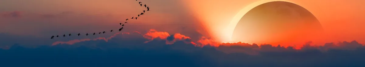 Zugvögel fliegen bei Sonnenuntergang vor einer beginnenden Sonnenfinsternis über eine Wolkenbank im rötlichen Abendhimmel.