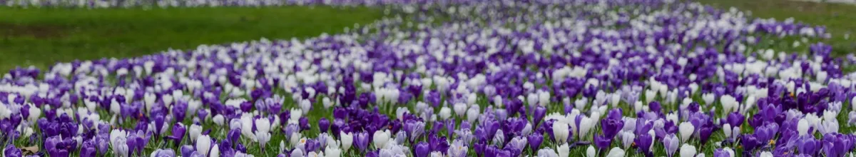 Lilafarbene und weiße Tulpen auf einer grünen Wiese.