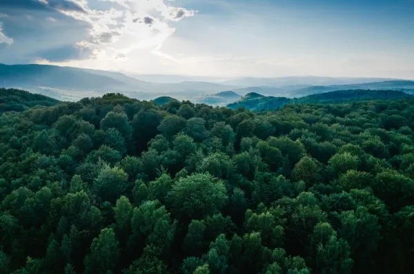 Ewige Mangrovenwälder ziehen sich über die Landschaft der Salomonen-Insel.