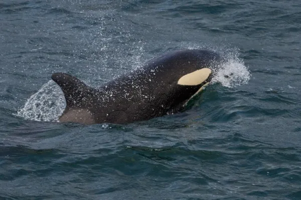 Orca Nahaufnahme eines Orcas, der halb aus dem Meer herausragt.