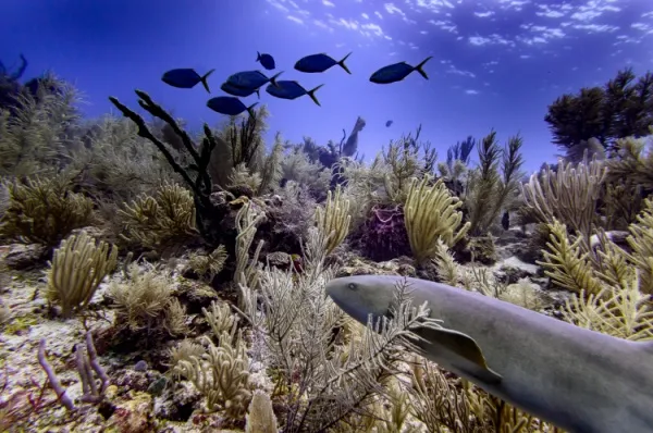 Placencia Korallenriff Unterwasseraufnahme des Korallenriffs mit bunten Korallen, einem kleinen Hai und anderen Fischen.