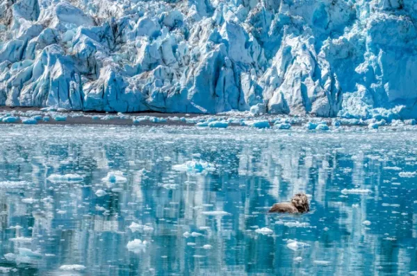 Ein kleiner Otter schwimmt auf dem Rücken rechts im Bild, im Hintergrund ragt der Aialik-Gletscher empor.