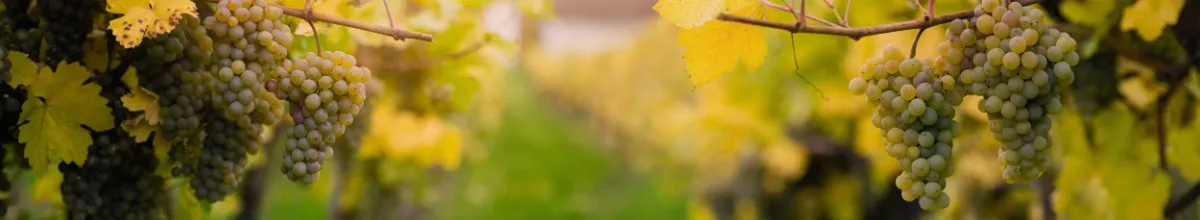 Links und rechts sind grüne Trauben an einem Weinstock.