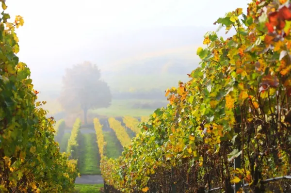 Die Weinberge breiten sich über einen Hügel aus. Am Fuße steht ein Laubbaum. Es sieht herbstlich aus.