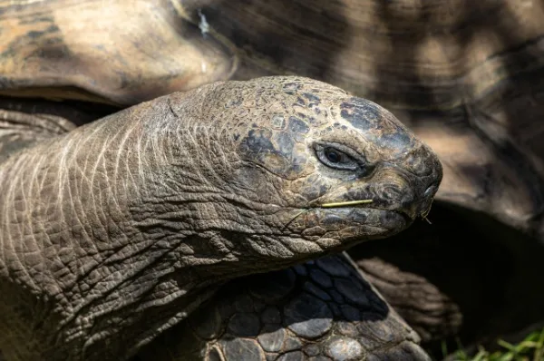 Riesenschildkröte Curieuse Die Nahaufnahme einer Riesenschildkröte auf Curieuse.