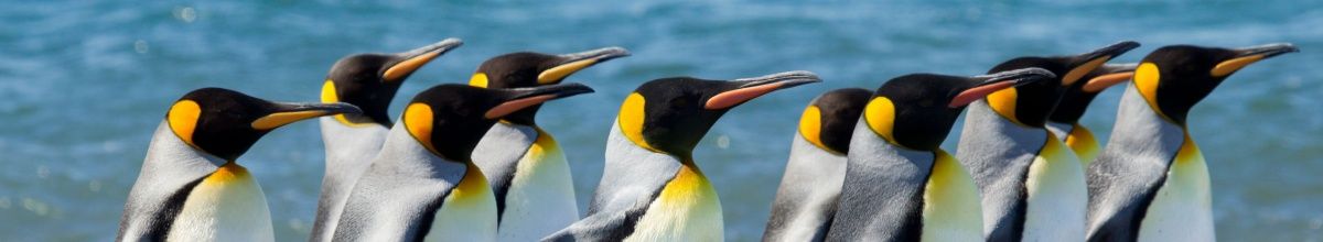 Die Köpfe einer Gruppe Pinguine auf der Île de la Possession mit dem Meer im Hintergrund.