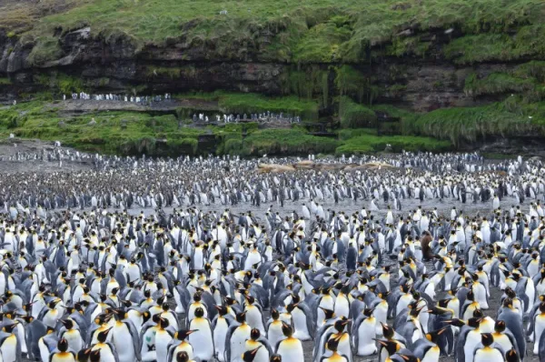 Eine Herde Pinguine Eine ganze Prozession an Pinguinen bestehend aus hunderten Vertretern ihrer Art am Tag.