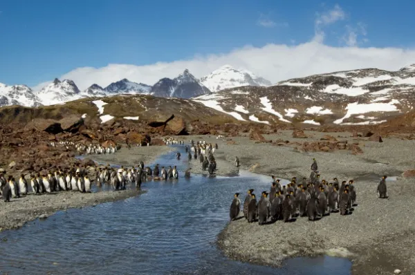 Île de la Possession Die Île de la Possession mit einer hügeligen, beschneiten Landschaft und Pinguinen, die an einem Wasser-Rinnsal stehen.