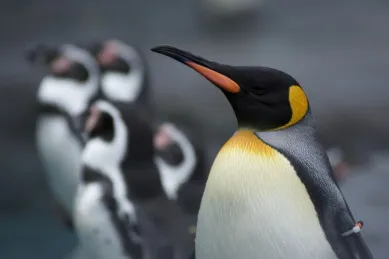 Der Kopf eines Pinguins mit gelben Akzenten im Vordergrund, in Hintergrund sind vier weitere einer anderen Art.