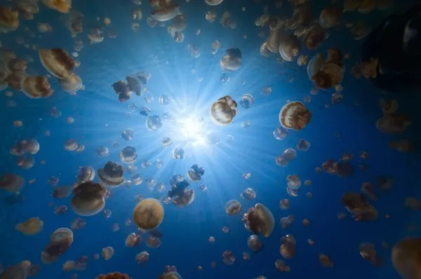 Jellyfish Lake Viele Quallen aus Palau, vom Boden des Sees aus fotografiert.