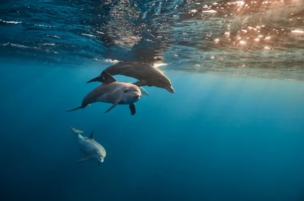 Zwei Erwachsene und ein junger Delfin im Wasser vor der Moretoninsel.