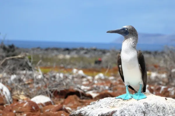 Ein Tölpel mit blauen Füßen sitzt auf einem Stein auf einer Insel. Im Hintergrund breitet sich das Meer aus.