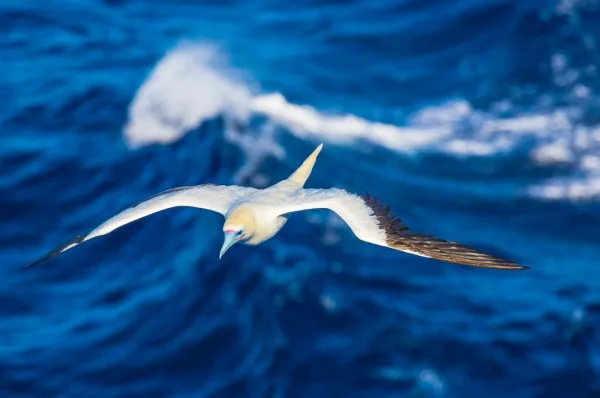 Ein Tölpel fliegt mit ausgebreiteten Flügeln über das Meer mit Wellen.