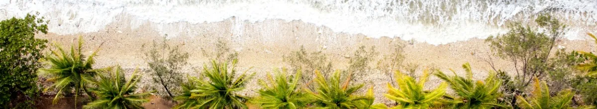 Ein Strand von oben mit Palmen und blauem Wasser.