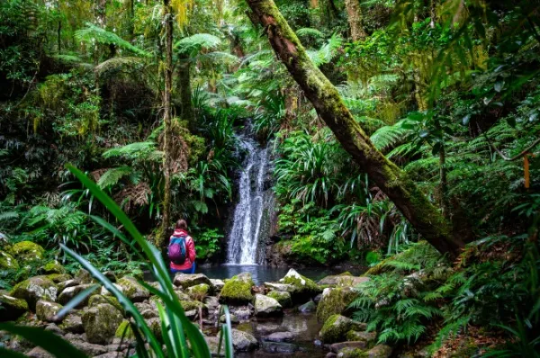 Daintree Rainforest Eine Person mit Wanderrucksack und Allwetterkleidung steht vor einem kleinen Wasserfall mitten im grünen Regenwald.