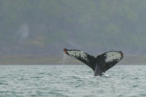 Ein Buckelwal zeigt nur seine Schwanzflossen vor der Küste Yarmouths.