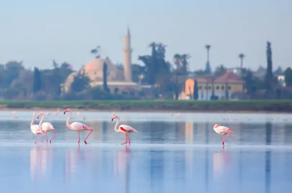 Vier pinke Flamingos stehen im flachen Wasser vor Larnaka.