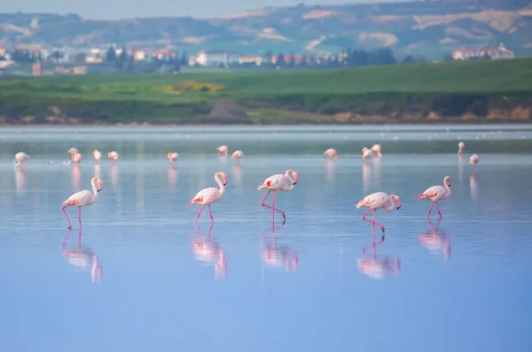 Salzsee Zypern Flamingos Rosane Flamingo stehen im flachen Salzsee von Larnaka mit grüner Landschaft und Bergen im Hintergrund.