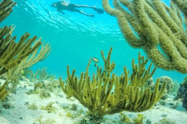 Der Meeresboden mit Korallen, die an typische Kakteen erinnern. An der Wasseroberfläche schwimmt ein Mann im Taucheranzug.
