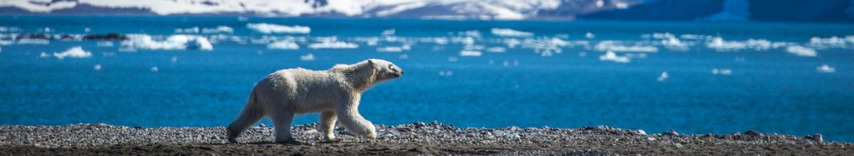 Ein einsamer Eisbär der eine Kiesbank im Bellsund entlangläuft mit dem Meer im Hintergrund.