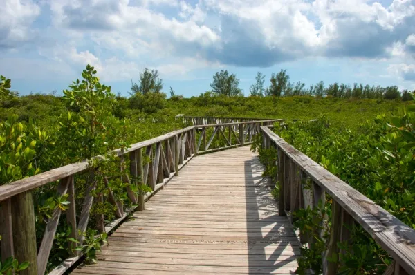 Lucayan Nationalpark Ein hölzerner Steg führt durch dichte Vegetation.